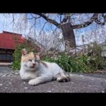 お寺の猫ちゃん、桜の木の下でノンビリお花見です(YouTube)