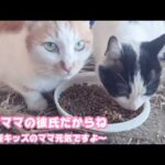 もちママの彼氏ですぞ  牛小屋キッズも元気ですにゃ  2026 03 19 2(YouTube)