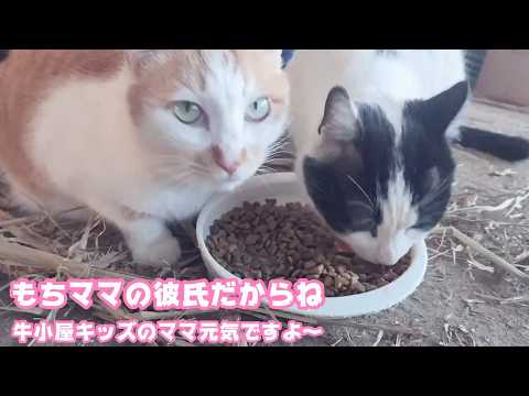 もちママの彼氏ですぞ  牛小屋キッズも元気ですにゃ  2026 03 19 2(YouTube)