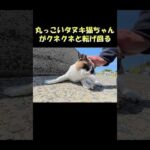 丸っこいタヌキ猫ちゃんがクネクネ転げ回る #猫 #ねこ #cat(YouTube)