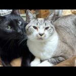 いつも投げられちゃう黒猫くんが先輩猫たちに甘えてご満悦な日。(YouTube)