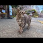 足湯に行ったら管理人猫が登場…まさかの「本日休止中」を知らせに来た(YouTube)