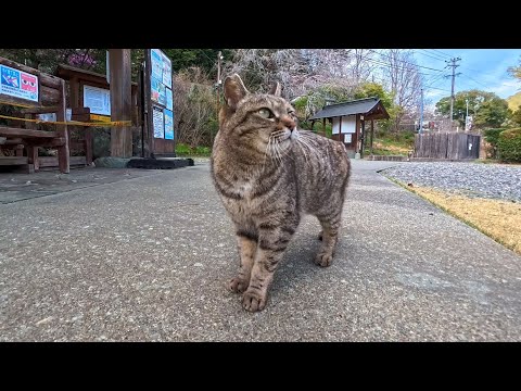 足湯に行ったら管理人猫が登場…まさかの「本日休止中」を知らせに来た(YouTube)