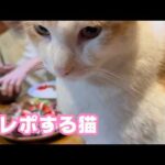 食レポする猫  五郎  2026 03 25 1(YouTube)