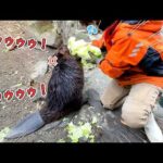 絶対に白菜を丸ごと1玉食べたいビーバーVS食べさせすぎたくない飼育員【晩白柚】(YouTube)