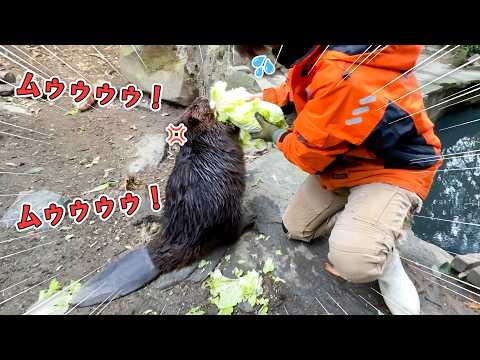 絶対に白菜を丸ごと1玉食べたいビーバーVS食べさせすぎたくない飼育員【晩白柚】(YouTube)