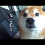 パパ不在で元気づけたら、まさかの展開に(YouTube)