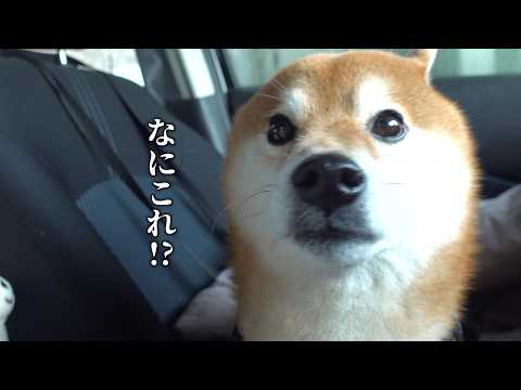 パパ不在で元気づけたら、まさかの展開に(YouTube)