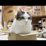 やっぱり豆大福はデカかったと認識させられた猫(YouTube)