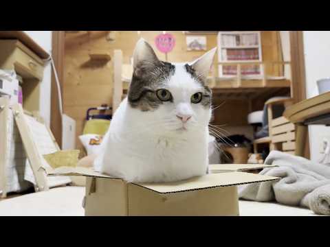 やっぱり豆大福はデカかったと認識させられた猫(YouTube)