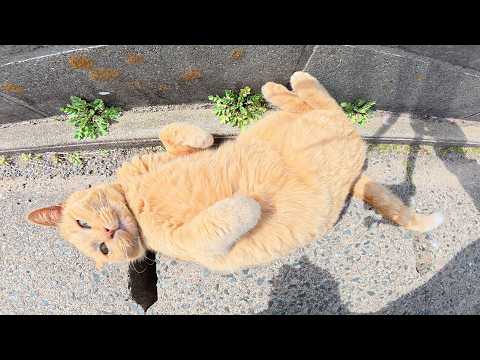 茶トラ猫が草むらから出てきてお腹を見せて甘えてきた(YouTube)