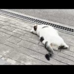 娘の中学校最後の登校を精一杯のバイバイで見送る猫(YouTube)