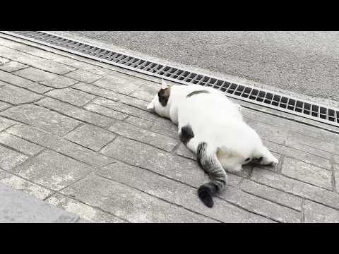 娘の中学校最後の登校を精一杯のバイバイで見送る猫(YouTube)