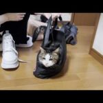 玄関開けたらダッシュでゴロン、豪快に転がる猫(YouTube)