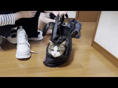 玄関開けたらダッシュでゴロン、豪快に転がる猫(YouTube)