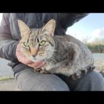 河原に座ると、年老いたキジトラ猫がひざの上にのってきた(YouTube)