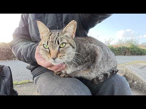 河原に座ると、年老いたキジトラ猫がひざの上にのってきた(YouTube)