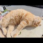 太った茶トラ猫がピーナッツに擬態して爆睡していた(YouTube)