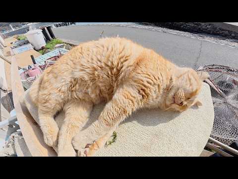 太った茶トラ猫がピーナッツに擬態して爆睡していた(YouTube)