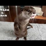 いつも礼儀正しいカワウソが豹変する瞬間　When My Calm Otter Suddenly Goes Crazy(YouTube)