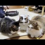 普段乗りしているルンバのタイヤを交換してもらう猫(YouTube)