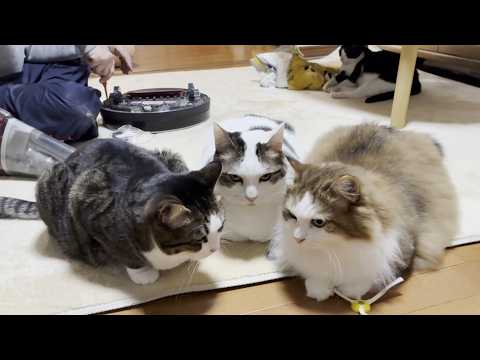 普段乗りしているルンバのタイヤを交換してもらう猫(YouTube)