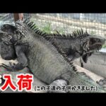 ヤバすぎるイグアナが大量にやってきました！！【ブラックアウト東京】【ウッドベル】(YouTube)