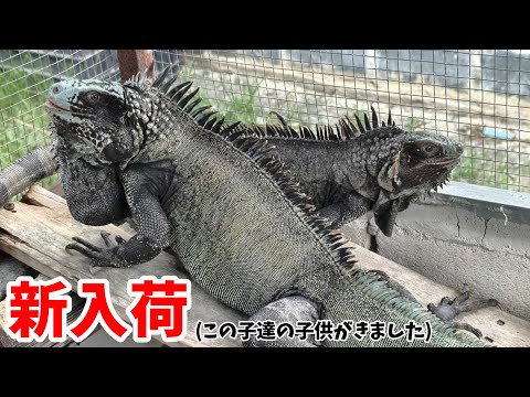 ヤバすぎるイグアナが大量にやってきました！！【ブラックアウト東京】【ウッドベル】(YouTube)