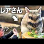 【日本でここだけ】激レア動物「ビスカチャ」の貴重な鳴き声に、飼育員が大興奮！？【埼玉県こども自然動物公園】(YouTube)