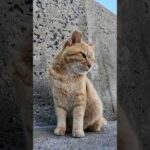防波堤の茶トラ猫ちゃんカワイイ(YouTube)