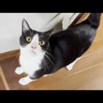 お母さんのことが大好きでついつい追いかけ回してしまう猫(YouTube)