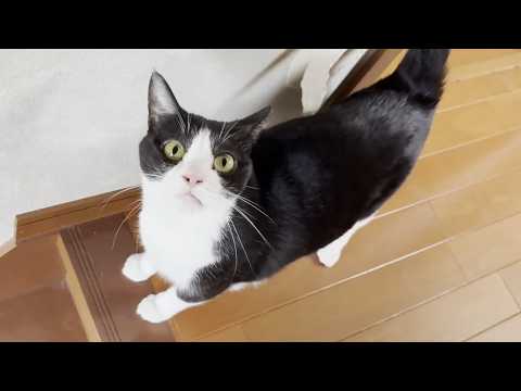 お母さんのことが大好きでついつい追いかけ回してしまう猫(YouTube)