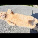 耳折れの茶トラ猫がお腹を丸出しにしてお昼寝する(YouTube)