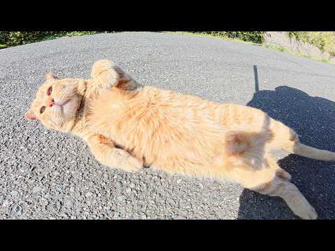 耳折れの茶トラ猫がお腹を丸出しにしてお昼寝する(YouTube)