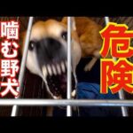 【観覧注意】噛む野犬ケージから出して首輪つけます(YouTube)
