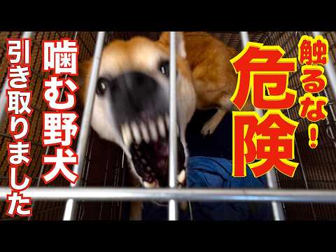 【観覧注意】噛む野犬ケージから出して首輪つけます(YouTube)