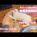 大人しくてとっても良い子達です 絶賛里親様募集中ですよ～   2026 03 01 2(YouTube)