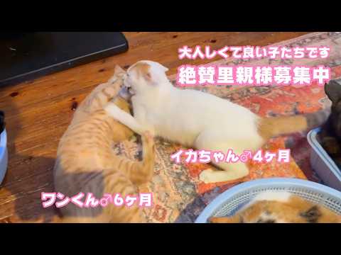 大人しくてとっても良い子達です 絶賛里親様募集中ですよ～   2026 03 01 2(YouTube)