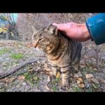植込みの中にいた猫ちゃんがモフられに出てきた(YouTube)