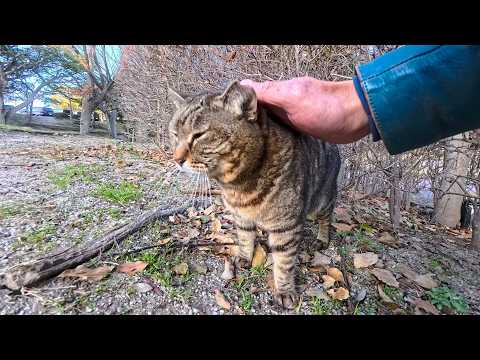 植込みの中にいた猫ちゃんがモフられに出てきた(YouTube)