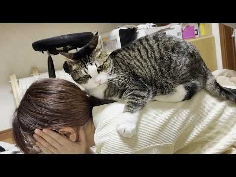 お母さん、今度は猫に噛まれてる(YouTube)