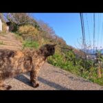 サビ猫ちゃんが高台の階段を一歩ずつ上ってきた…出会いに心奪われた瞬間(YouTube)