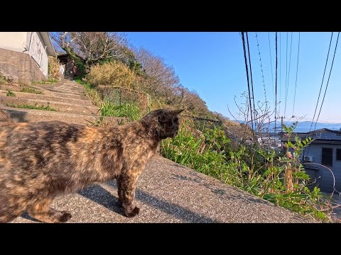 サビ猫ちゃんが高台の階段を一歩ずつ上ってきた…出会いに心奪われた瞬間(YouTube)