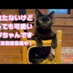 目立たないけどとっても可愛いリリちゃん  お風邪も治って絶賛里親様募集中！  2026 03 06 2(YouTube)