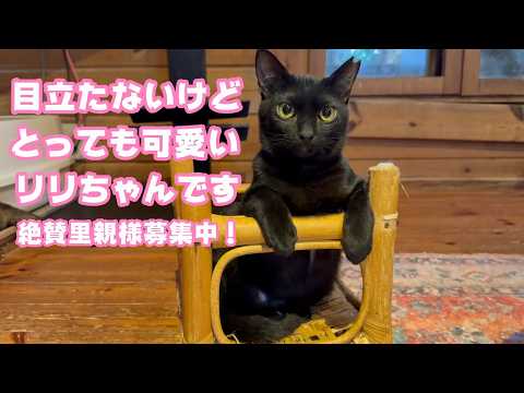 目立たないけどとっても可愛いリリちゃん  お風邪も治って絶賛里親様募集中！  2026 03 06 2(YouTube)