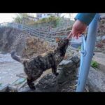 漁港の街で路地裏の階段を上ると人懐っこい猫がモフられにきた(YouTube)