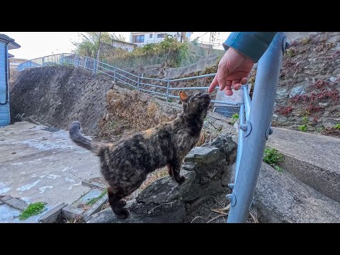 漁港の街で路地裏の階段を上ると人懐っこい猫がモフられにきた(YouTube)