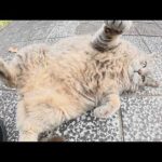 10日間放浪していたトトロ猫ちゃんをモフってひざの上に乗せる(YouTube)