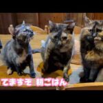 待ってますぞ 朝ごはんだからね  サビニャンズ   2026 03 28 1(YouTube)