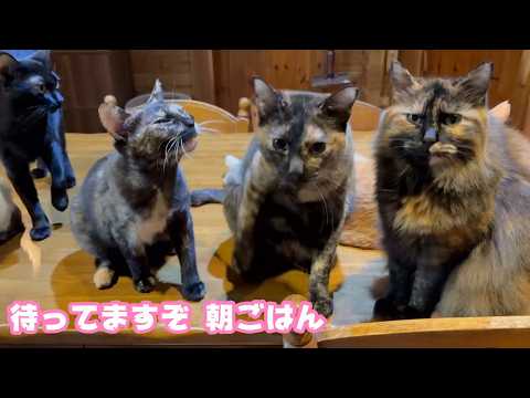 待ってますぞ 朝ごはんだからね  サビニャンズ   2026 03 28 1(YouTube)